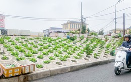 Trên đê Nguyễn Khoái, chỗ trồng rau phủ xanh, chỗ ngập rác ô nhiễm