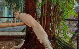 Khổng tước Ấn Độ quý hiếm đậu trên ban công nhà dân ở TPHCM