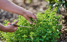 Đây là loại rau hàng đầu giúp hạ huyết áp hiệu quả: Có ở Việt Nam nhưng chưa nhiều người biết để dùng