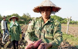 Nông dân khóc ròng vì khoai lang rớt giá thê thảm