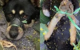 Chú chó bị bịt miệng, trói chân rồi bỏ ở nơi hẻo lánh, hình ảnh hiện trường khiến dân mạng Hàn Quốc phẫn nộ