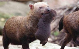 Với mặt gấu, miệng cáo, chân có màng và răng giống mèo, liệu Bush dog có thực sự là một loại chó?