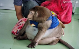 "Chú khỉ béo nhất thế giới" qua đời thương tâm khi mới 6 tuổi vì được khách du lịch yêu thương quá mức