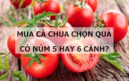 Nên chọn quả có núm 5 hay 6 cánh khi mua cà chua?