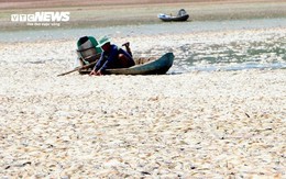 Hơn 100 tấn cá chết trắng lòng hồ Sông Mây, Đồng Nai