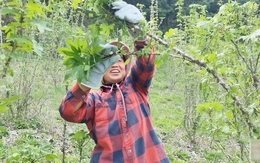 Thu 60 triệu/ngày nhờ lên núi hái rau, dâu Việt ở Hàn kéo cả bố mẹ sang làm nông, đào sâm rừng
