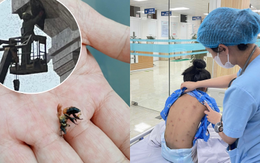 Vụ 3 mẹ con bị ong đốt hàng trăm vết ở Hải Phòng: Sức khoẻ của 2 bệnh nhi hiện ra sao?