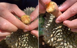 Làm thế nào để biết đâu là sầu riêng chín tự nhiên, không hoá chất? Hãy để ý 2 chi tiết cực quan trọng