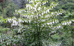 Loài cây quý hiếm mọc ở vùng núi cao Trung Quốc, tồn tại hơn 60 triệu năm trên trái đất, ví như ‘hoá thạch sống’, cánh hoa trắng muốt như chim bồ câu: Được bảo tồn để sinh lời vĩnh cửu