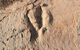 Phát hiện dấu chân khủng long lớn nhất thế giới tại Trung Quốc