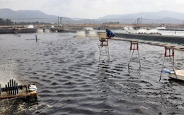 Đưa Việt Nam trở thành thế lực top 2 thế giới, được Mỹ, Trung Quốc mạnh tay săn đón - Mặt hàng này vẫn đối mặt nhiều sóng gió trong năm 2024