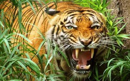 Kế hoạch "ứng phó" với hổ lớn được cho là xuất hiện tại Quảng Bình