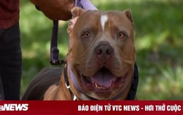 Để chó pitbull chơi cùng trẻ con, người đàn ông hối không kịp