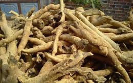 Việt Nam có 1 loại cây phơi khô là “dược liệu vàng” giúp hạ đường huyết, bổ gan, đào thải acid uric hiệu quả
