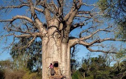 Tại sao cây bao báp được coi là báu vật của châu Phi nhưng sau khi du nhập vào Trung Quốc lại trở thành 'phế phẩm'?
