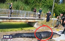 Cá sấu khổng lồ dài 4m nuốt chửng một người phụ nữ, cảnh sát công bố video kinh hoàng cảnh mổ bụng khám nghiệm