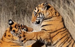 Vì sao Trung Quốc lại quyết định thả 5 con hổ Hoa Nam vào đồng cỏ châu Phi?