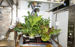 Tương lai của nền ẩm thực ngoài vũ trụ