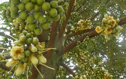 "Kho vàng" của Việt Nam được Trung Quốc đổ tiền săn lùng, tăng trưởng ấn tượng 665%, quanh năm không lo thiếu hàng