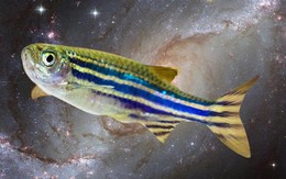 Biểu hiện kỳ lạ của loài cá được Trung Quốc đưa lên vũ trụ