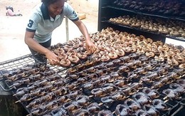 "Cá tỷ đô" của Việt Nam được Mỹ, Trung Quốc mê không lối thoát vì vừa rẻ vừa ngon: Bỏ túi hơn 700 triệu USD, sản lượng đứng đầu thế giới