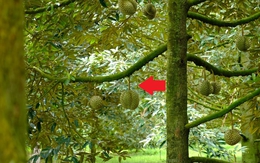 "Vua quả” Việt Nam gặp đối thủ mới ở thị trường Trung Quốc: Liệu có cạnh tranh được?