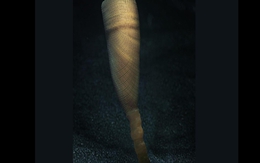 Phát hiện sinh vật lạ 550 triệu tuổi ở Trung Quốc