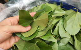 1 loại lá phơi khô có sẵn ở Việt Nam là “dược liệu quý” giúp hạ đường huyết, mát gan, chống ung thư hiệu quả