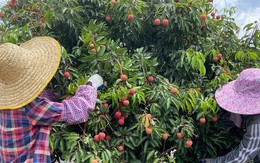 Cống Viên - vườn vải cổ thụ ngàn năm tuổi ở Trung Quốc