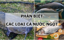 Cách phân biệt một số loại cá nước ngọt cực đơn giản