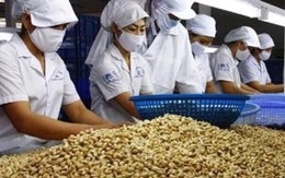 Bị 'lật kèo' hàng trăm nghìn tấn điều thô, doanh nghiệp Việt có thể khởi kiện?