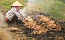 Thăm thủ phủ “tiểu hổ” miền Bắc, nơi nghìn con mèo lên đĩa mỗi ngày: Cỗ thiếu thịt mèo là kém sang