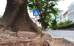 Hàng loạt cây xanh 'thoi thóp' sau cải tạo vỉa hè tại Hà Nội