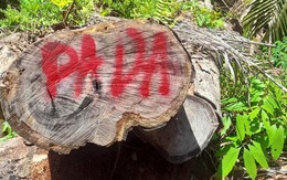 Phát hiện vụ phá rừng rất nghiêm trọng tại Quảng Nam