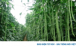 Việt Nam có một loại quả dài cả mét, vừa bổ xương vừa ngừa ung thư cực tốt