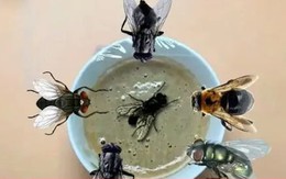 4 cách diệt ruồi, đuổi ruồi cực dễ bằng dầu ăn, bột giặt hoặc đồng xu