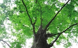 Cổ thụ 400 năm tuổi có thể dự báo thời tiết chính xác 90% ở Trung Quốc