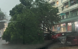 Tin mới nhất về cơn bão số 2: Quảng Ninh đang mưa rất to, gió giật cấp 11