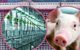 Cuộc sống 'quý tộc' của hơn 1 triệu con lợn trong 2 tòa nhà 26 tầng ở Trung Quốc