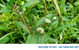 Cây thuốc quý mọc um tùm đầy vườn, người Việt lại hay nhổ bỏ vì nhầm là cỏ dại