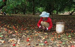 Cứu tinh từ Campuchia, châu Phi đổ bộ giúp Việt Nam xưng vương ở ngành hàng này: Chi hơn 1 tỷ thu mua, nguy cơ 'bùng kèo' vẫn rình rập các doanh nghiệp