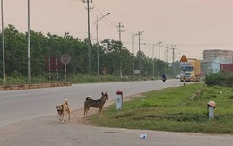 Đồng Nai: Nhiều người bị chó dại cắn khi đang tập thể dục