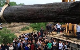 Đào được khúc gỗ đen sì dài hơn 30m, nặng 60 tấn, tỏa ra mùi thơm, anh nông dân sốc khi nghe chuyên gia phán: “Nó đáng giá hàng chục tỷ đồng”