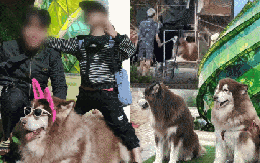 Diễn tiến mới vụ chú chó Alaska bị đánh đập ở Đà Lạt: Nhóm cứu hộ chi 75 triệu đồng để chuộc nhưng thất bại, tiết lộ các bé từng bị "dạy" bằng roi điện