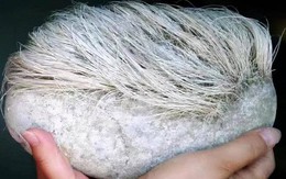 Lão nông nhặt được viên đá “phủ tóc bạc phơ” vẫn liên tục mọc dài ra, chuyên gia lập tức ra lệnh phong tỏa toàn bộ ngôi làng
