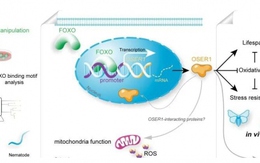 Các nhà khoa học Trung Quốc phát hiện gen mới điều chỉnh tuổi thọ