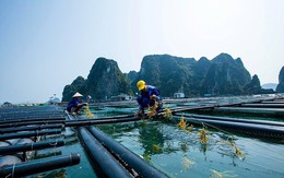 'Kho báu dưới biển' được 170 nước ưa chuộng đem về cho Việt Nam bao nhiêu tiền từ đầu năm?