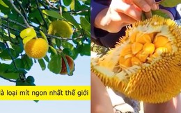 Loại mít "ngon nhất thế giới" tại Việt Nam: Đắt gấp 5 lần mít Thái, quả nhỏ xíu nhưng nhiều người quyết mua bằng được