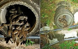 Phát hiện ổ trăn 29 con thò đầu, quấn chặt nhau ở Malaysia