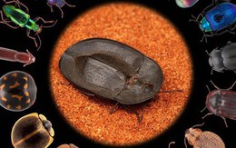 Bọ cánh cứng Darkling: Loài vật nhỏ bé nhưng lại sở hữu khả năng 'tiến hóa lượng tử'